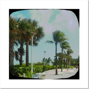 Palm trees photo Miami Florida blue sky palmtree landscape USA nature lovers Posters and Art